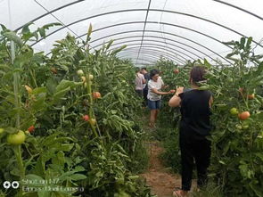 省市县农产品质量检测人员赴我市榆次区蔬菜生产基地进行抽样检测