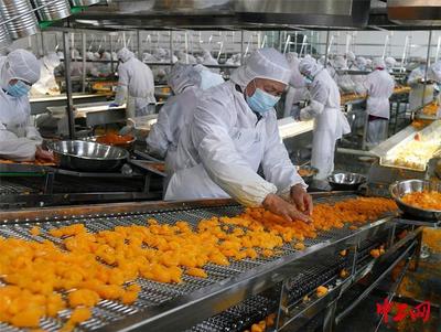湖北宜昌:柑橘加工企业生产忙